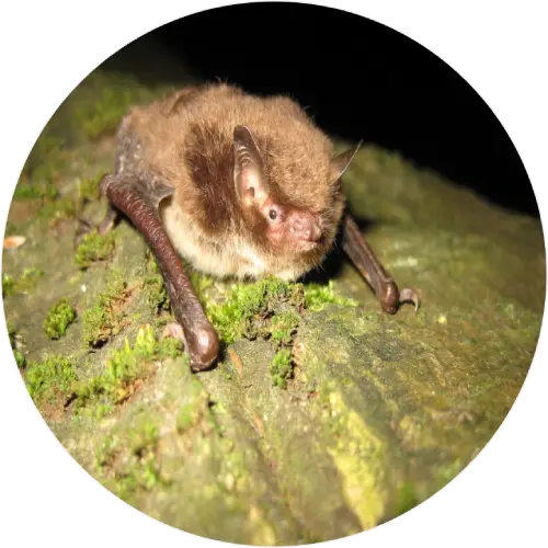 Daubenton’s bat
