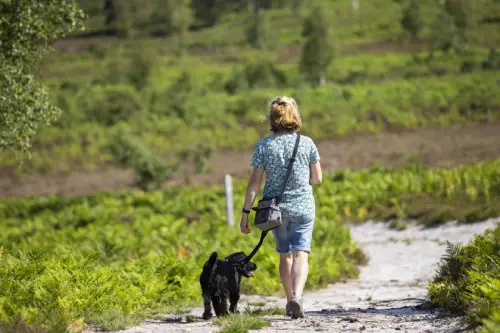 a person walking their dog.