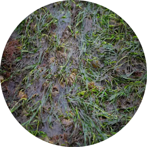 patch of Dwarf eelgrass growing in a muddy or wet environment.