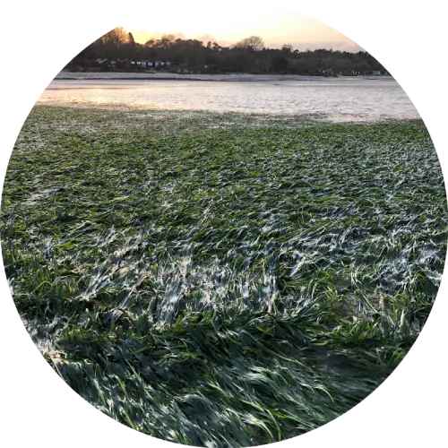 A large expanse of green eelgrass near a body of water at low tide.
