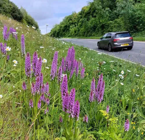 A roadside verge featuring a variety of wildflowers and grasses, designed to support biodiversity. The vegetation is dense and naturalistic, with different plant heights and textures. This green infrastructure demonstrates nature-positive transport planning, contributing to habitat creation and ecological connectivity alongside the road. 