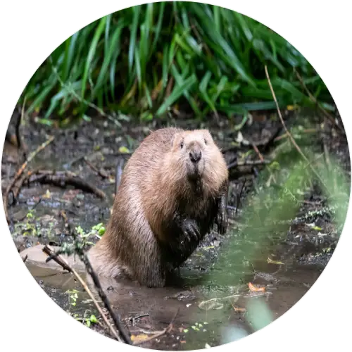 Eurasian beaver