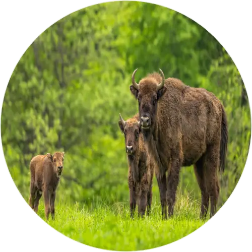 European bison