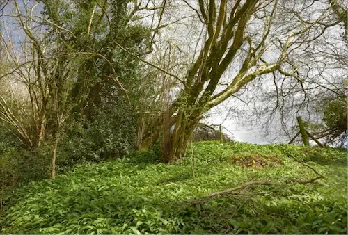 ​ Southern end of area on the east side with a dense patch of Ramsons   ​