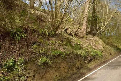 Mid section on the east side showing patchy ground flora