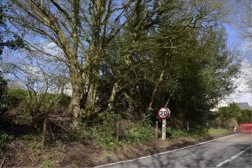 Upper section with old layered or coppiced stools of Field Maple and Holly