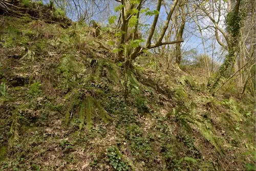 Mid section of the eastern side, typical of that side with patchy but abundant Ivy and abundant ferns