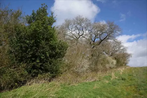 Edge of the eastern side of the wooded strip at the top of the slope with sheltered edge habitat for birds and invertebrates