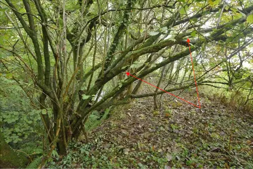 ​ Old Hazel (Tag no. 00065) stool at top of eastern slope, the large dead attached stem supporting Hypoxylon fuscum, Hymenochaete corrugata and Stereum rugosum  ​