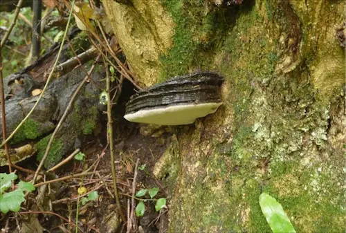 Bracket of Ganoderma australe on the base of an old Hazel stool on the western side