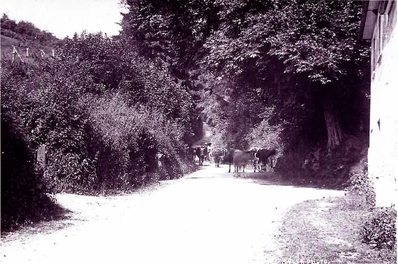 the southern end of Dinah’s Hollow with the entrance to Parham’s Farm to the left, showing a mixture of open understorey managed as coppice and mature trees