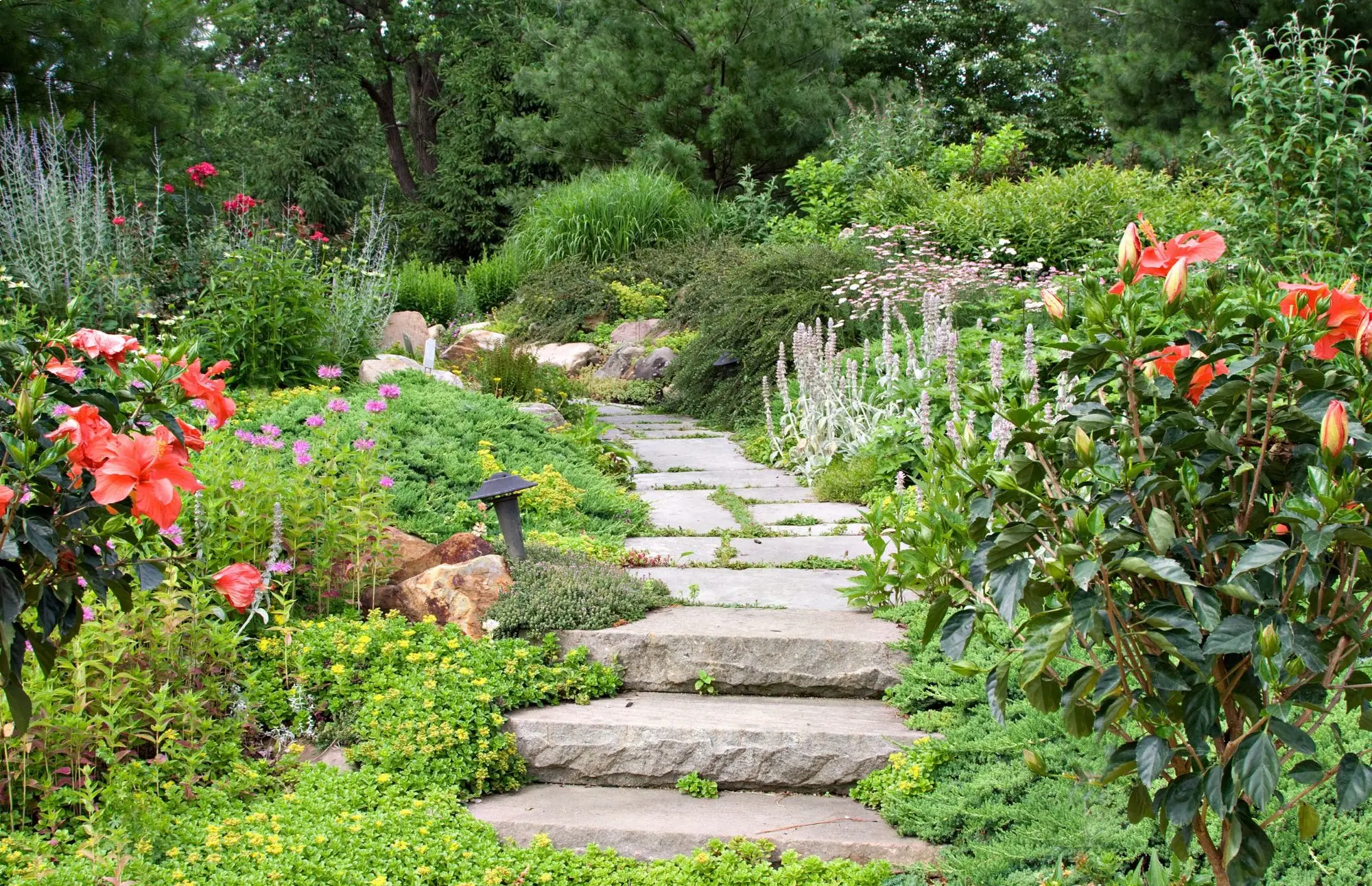Garden path in centre with red flowers and hedges behind