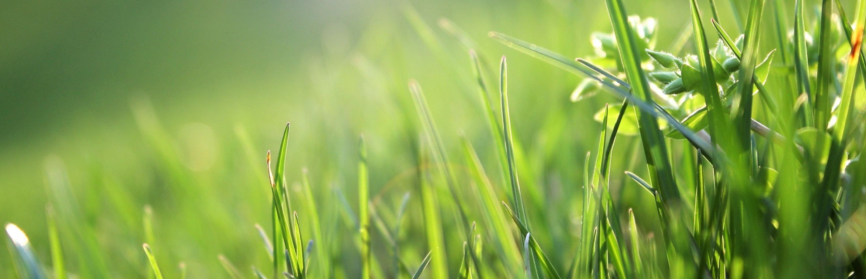 Grass with sunlight