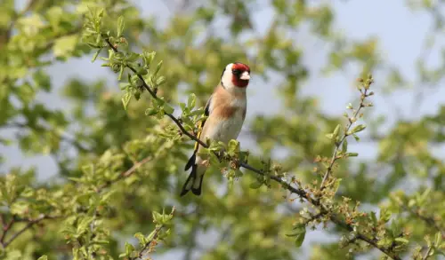 A goldfinch standing on a tree branch.