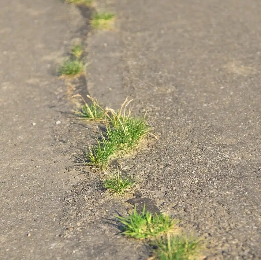 Grass growing within cracks in a concrete road