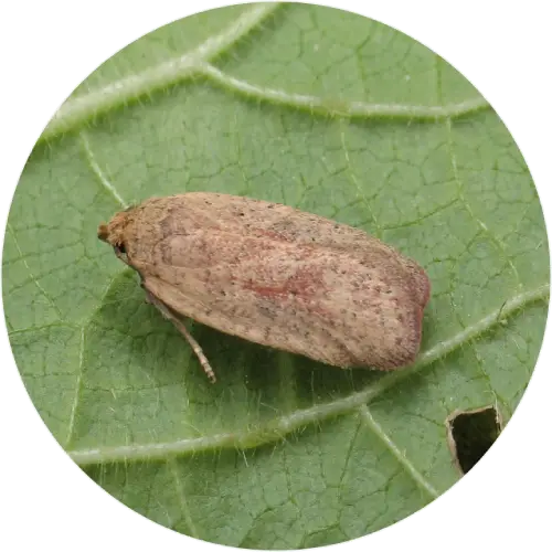 Greenweed buff or flat-body