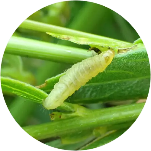 Greenweed piercer larva