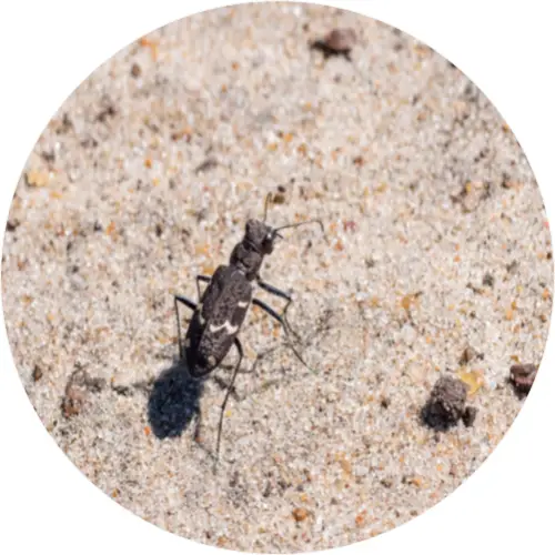 Heath tiger beetle
