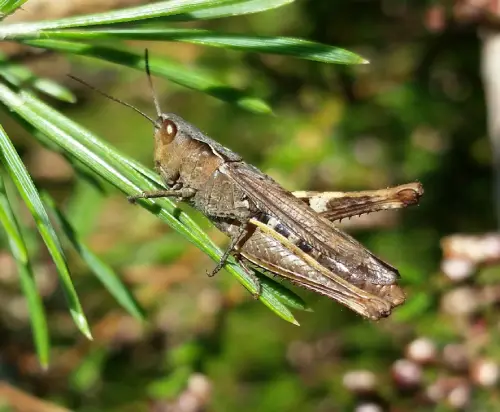 a brown health grasshopper standing on a green grass.
