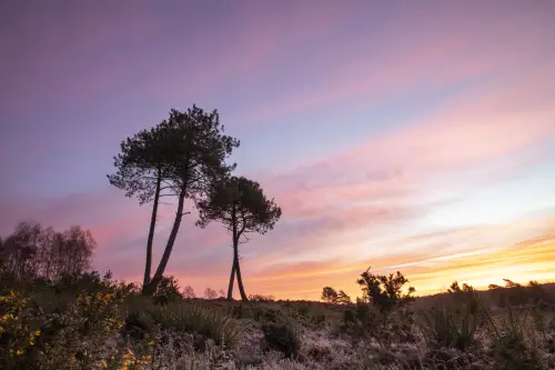 Heathland landscape with purple pink sky.