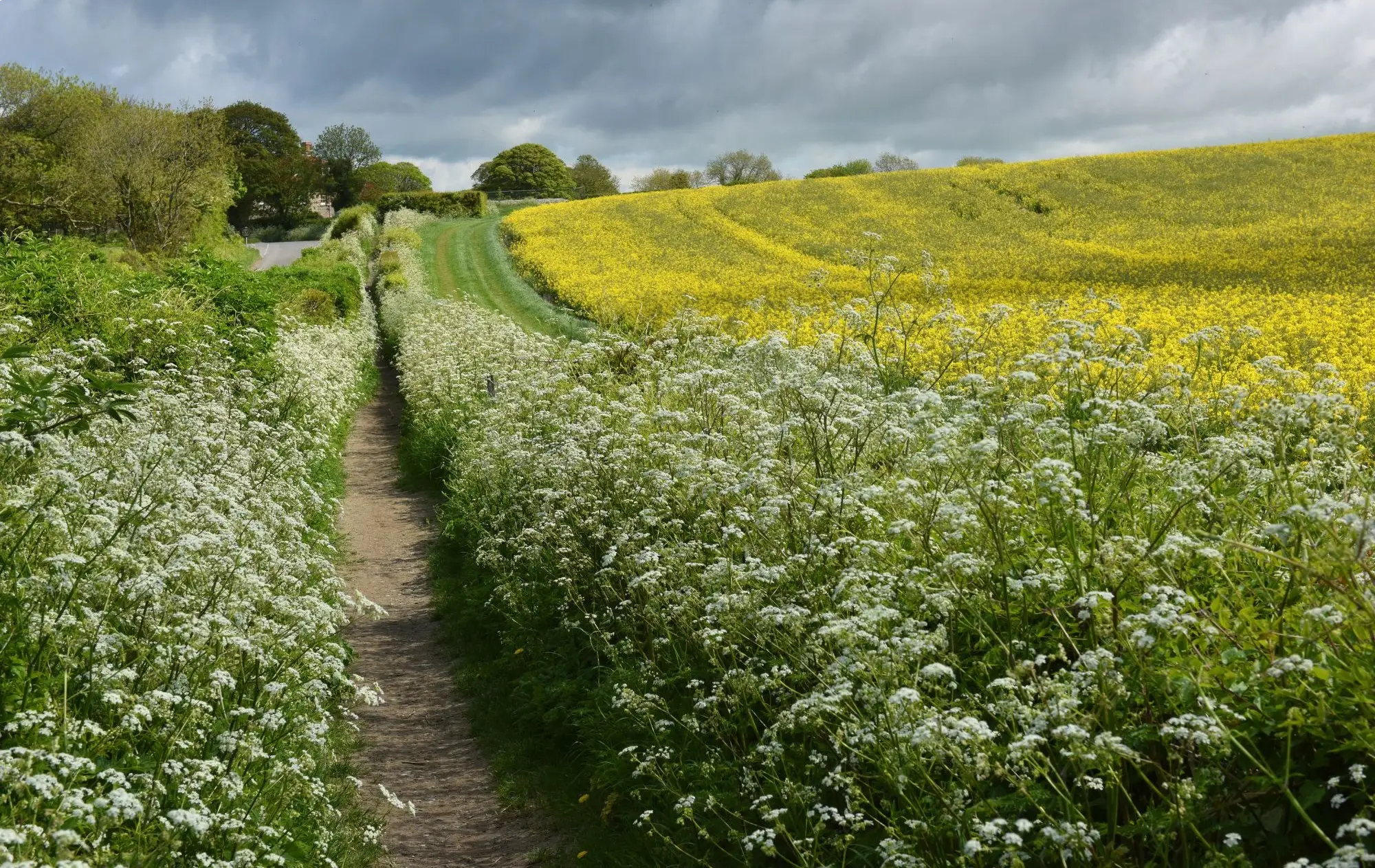 Row of hedges with crops in fields adjacent and a path in centre