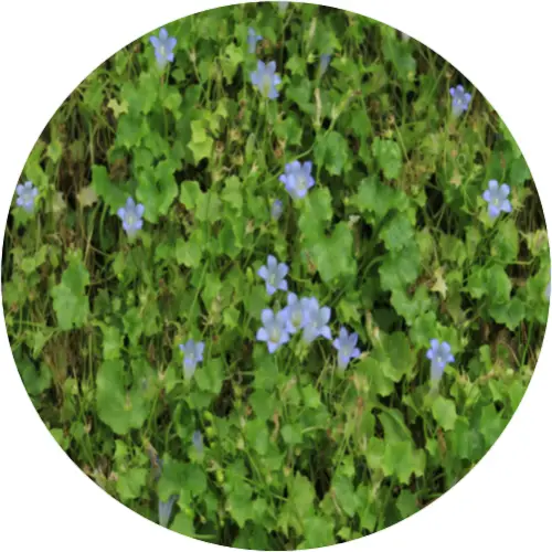 Ivy-leaved bellflower