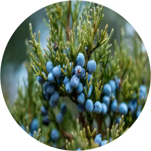 Juniper