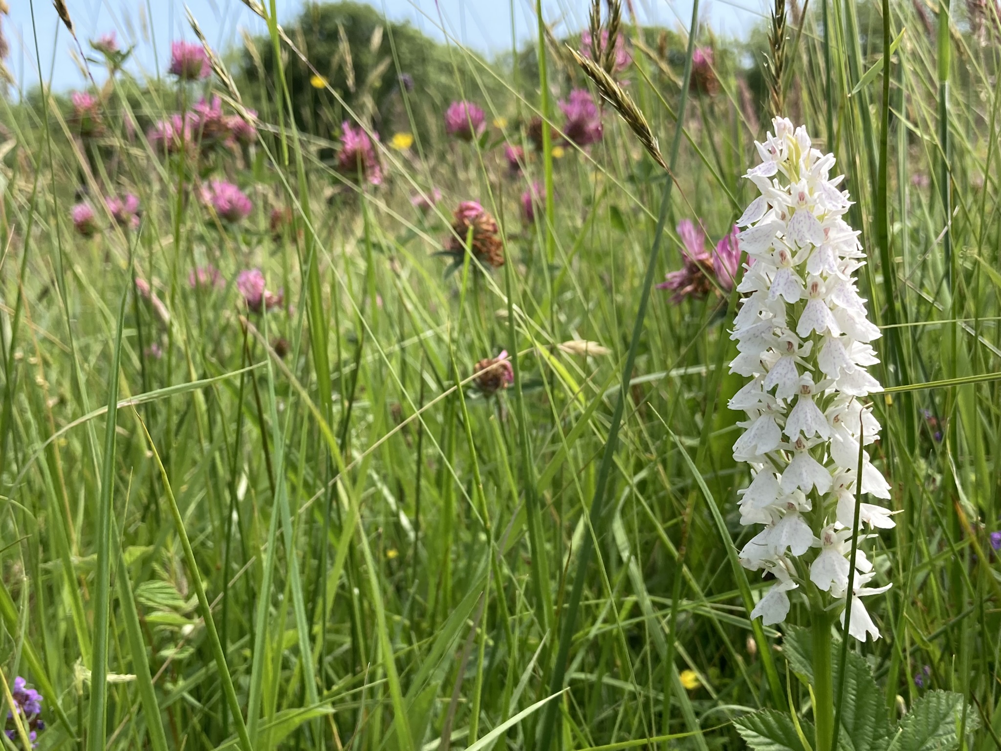 Kingcombe wildflower meadow in June with an orchid