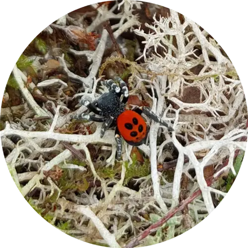 Ladybird spider