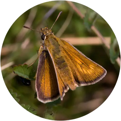 Lulworth skipper on a green leave