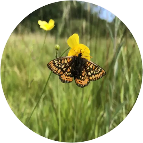 A Marsh fritillary on a yellow flower