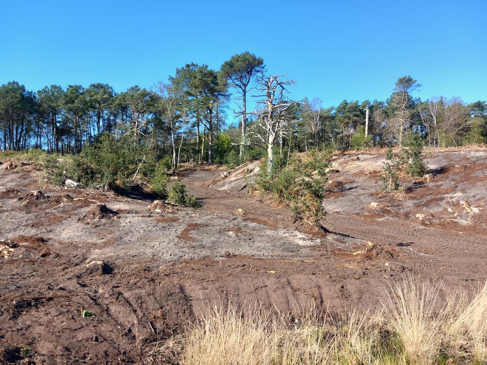 Scrubbed heathland