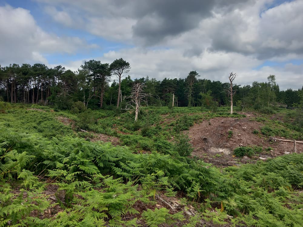 Ferny heathland
