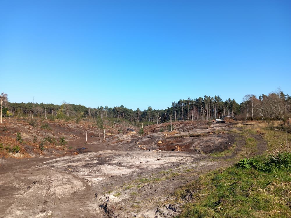 Scrubbed heathland