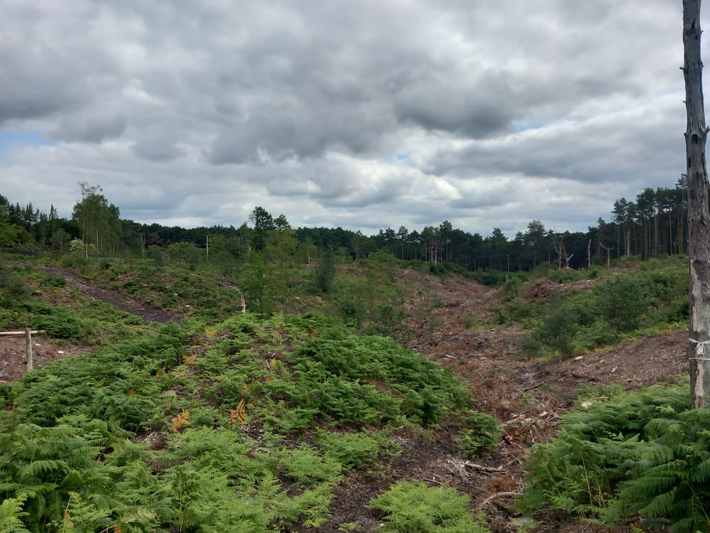 Ferny heathland