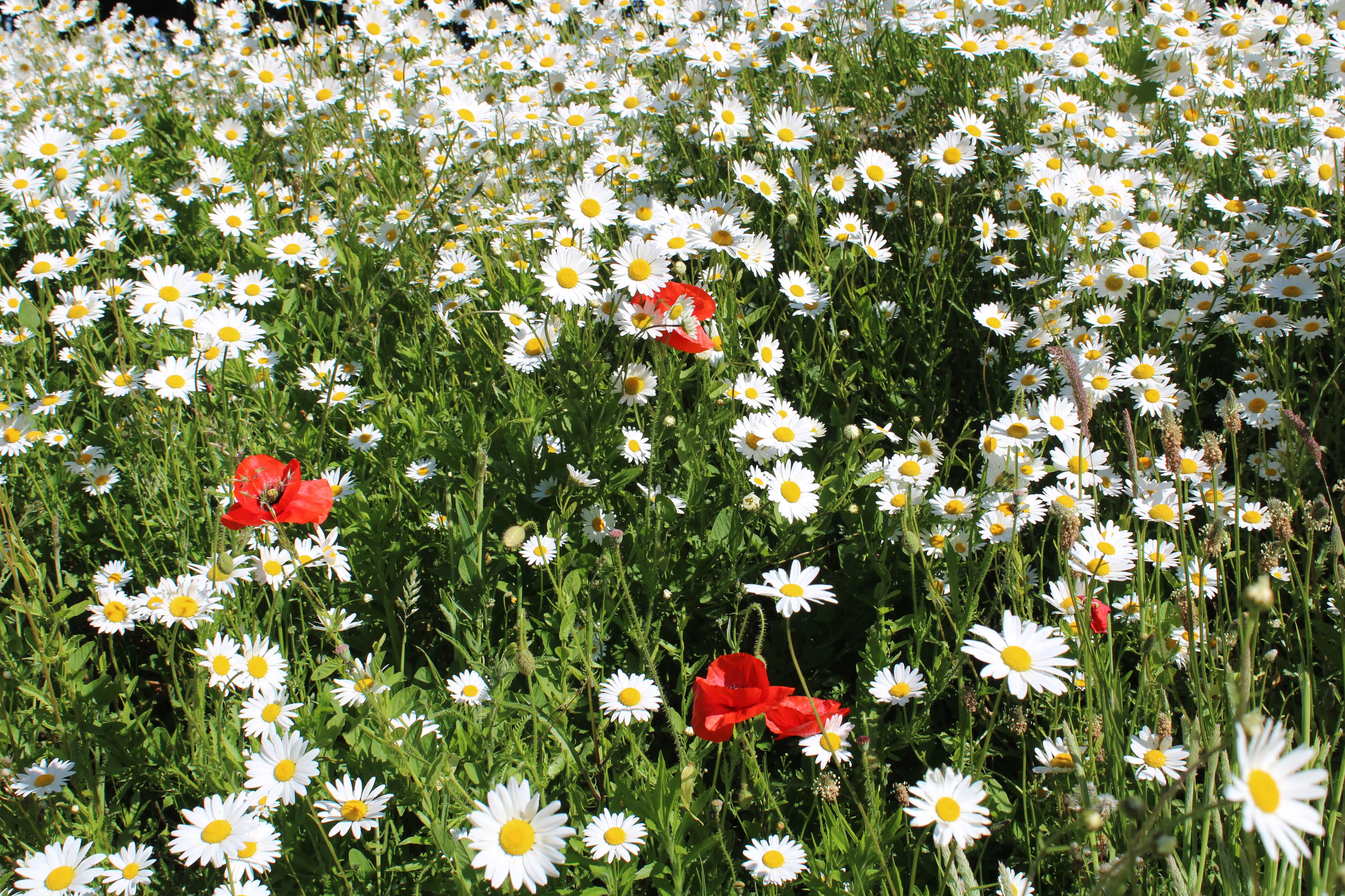 Meadow close up with daisies
