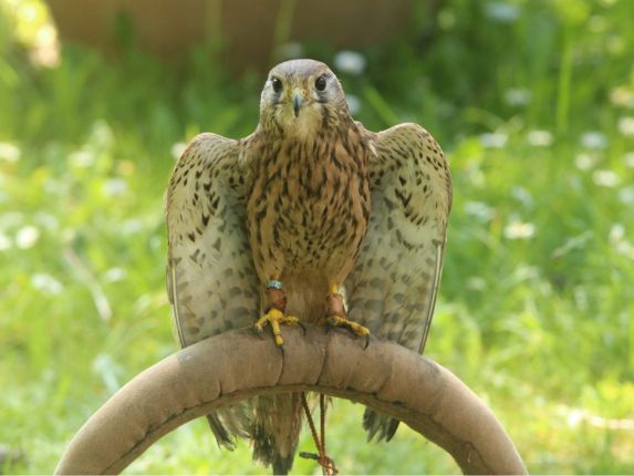 Close-up of a common kestral with green grass behind