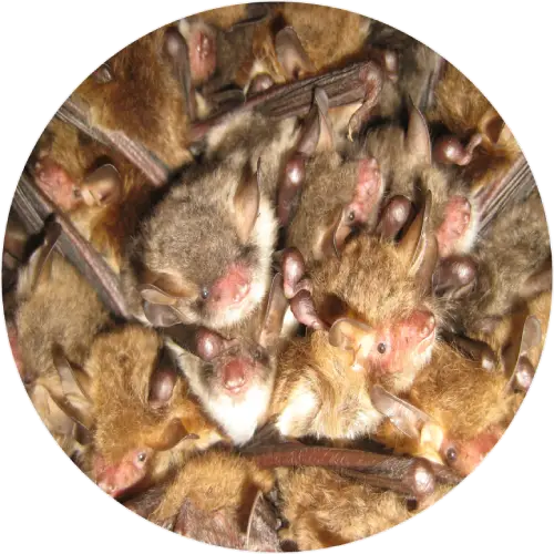 Natterer’s bats