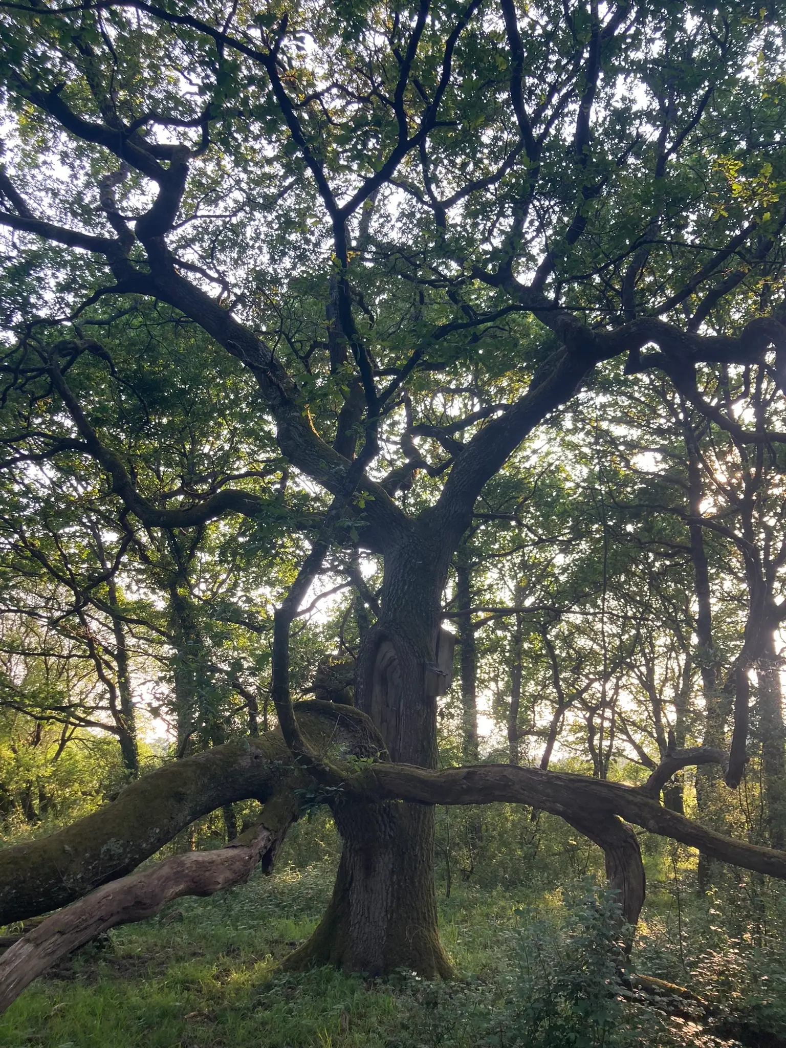 A large oak tree within woodlands