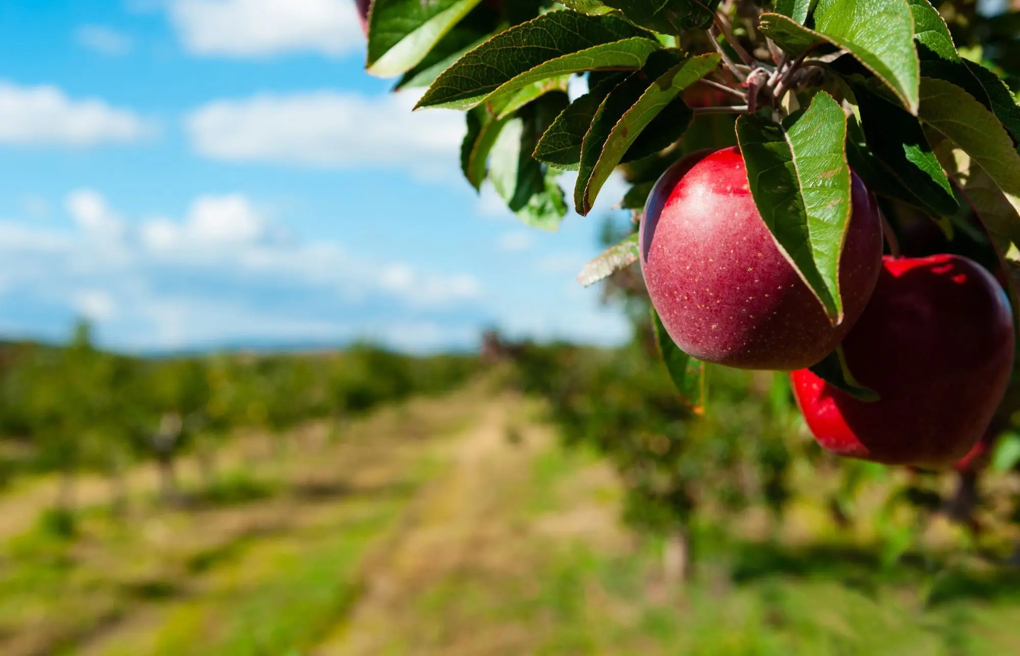 Orchard with apple tree top right in focus