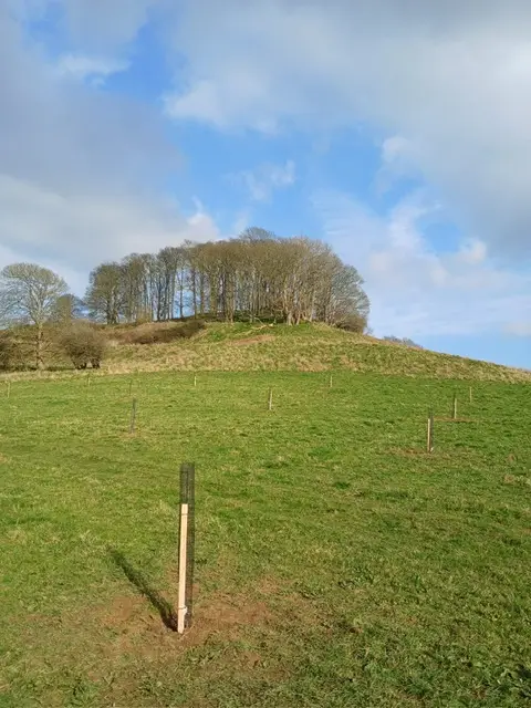 Orchard on top of a grassy hill with blue sky