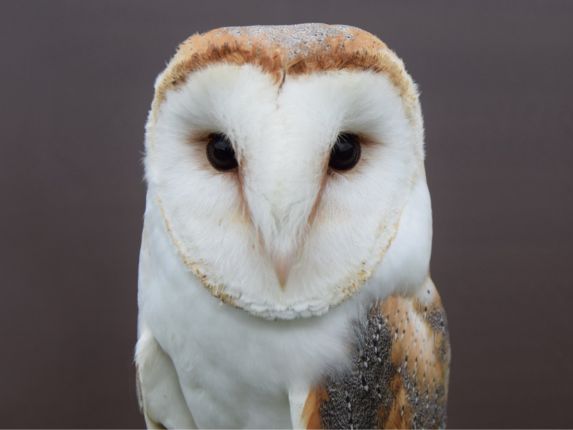 Close-up of a barn owl with a dark brown background