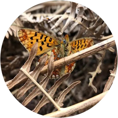 Pearl-bordered fritillary