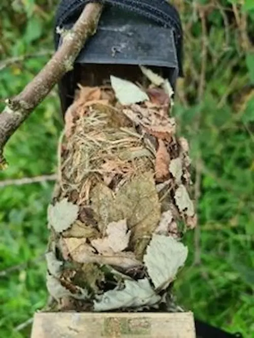 Dormouse nest confirmed on 25 August 2023