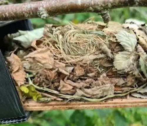 Side view of dormouse nest confirmed on 25 August 2023