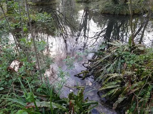 Stream inlet into pond