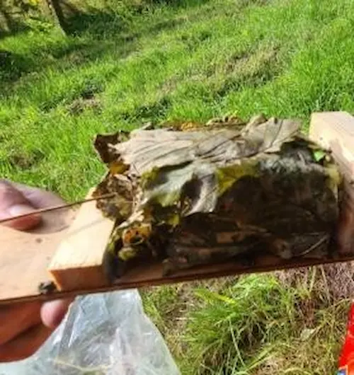 Dormouse nest recorded on 23 September 2023