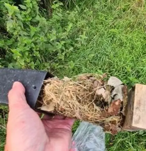 Dormouse nest confirmed on 23 September 2023
