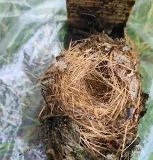 Dormouse nest recorded on 23 September 2023