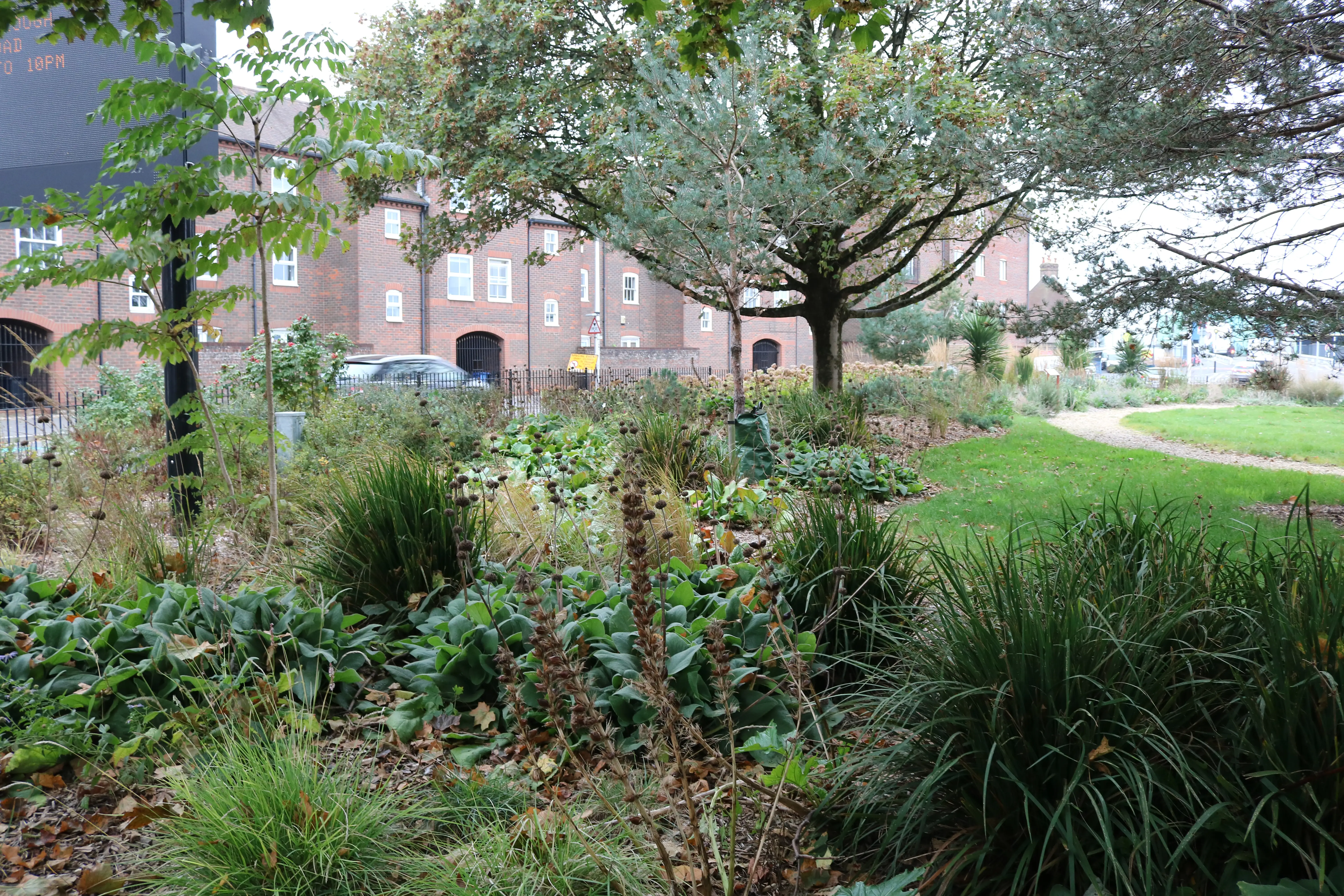 Maritime garden in Poole featuring a mix of tall trees and bedding plants with buildings behind